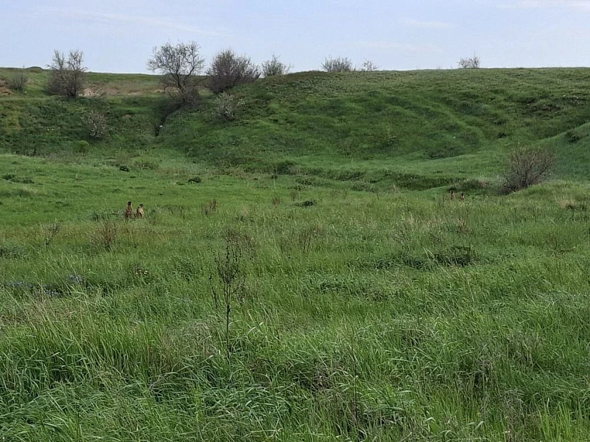 В Саратовской области посчитали сурков 