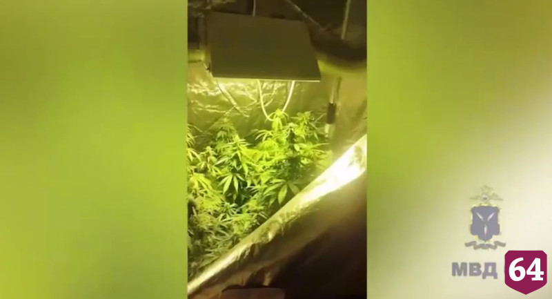 На даче саратовца обнаружили парник с коноплей
