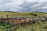 В Саратове продают ферму с коровами и баранами у пруда и леса