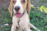 Саратовские ветеринары спасли проглотившего носки бигля