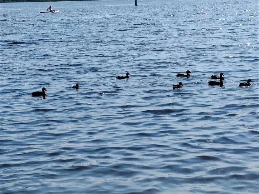 В Саратовской области продают пруд с карпами и раками